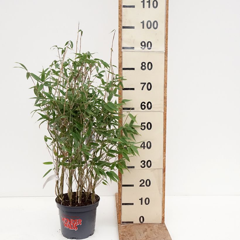 Exemplar von Fargesia murielae Blue Lizard - Bambus Topf mit 4L/5L wie im Winter geliefert