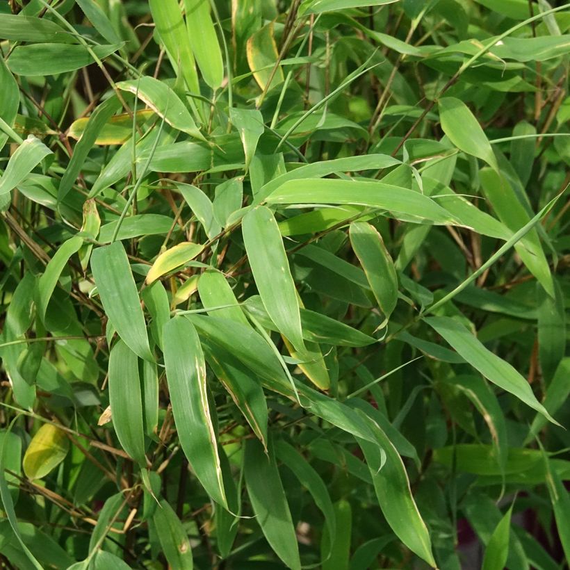 Fargesia murielae Violet Woods - Bambus