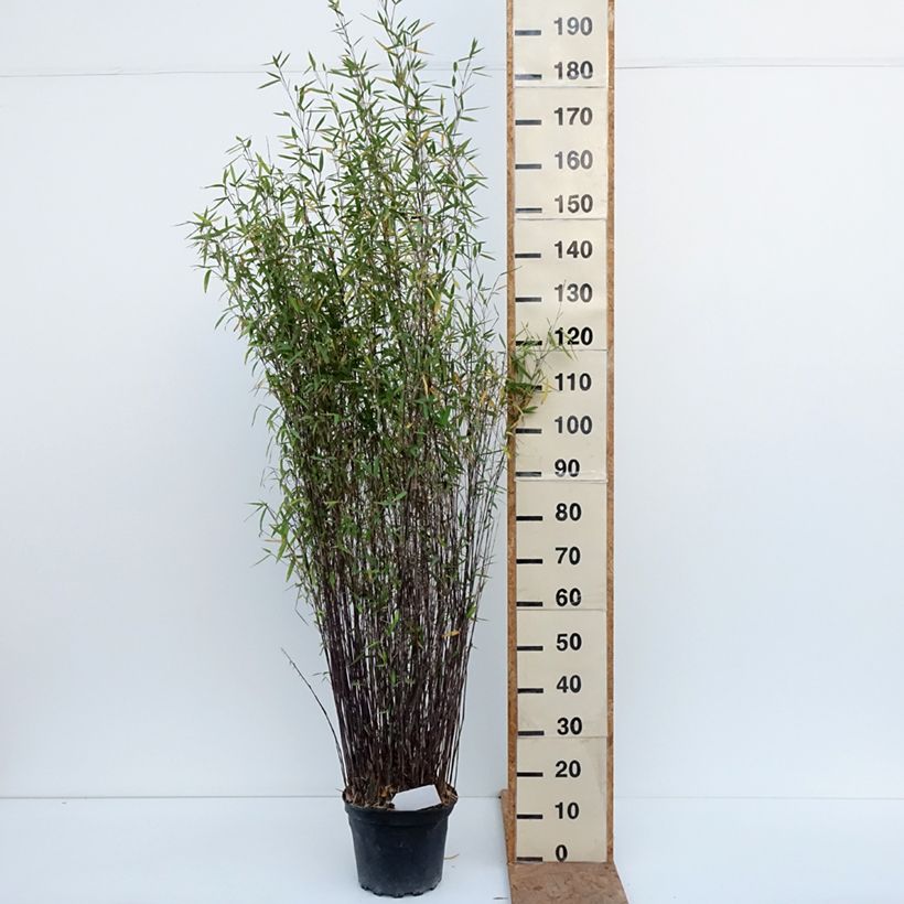 Exemplar von Fargesia nitida Gansu - Bambus Topf mit 7,5L/10L wie im Herbst geliefert