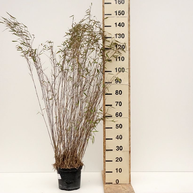 Exemplar von Fargesia nitida Gansu - Bambus Topf mit 7,5L/10L wie im Winter geliefert