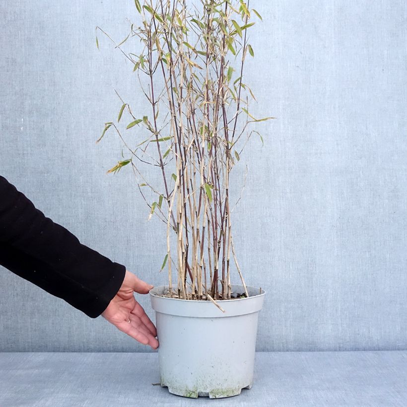 Exemplar von Fargesia nitida Trifina Black - Bambus Topf mit 4L/5L wie im Winter geliefert