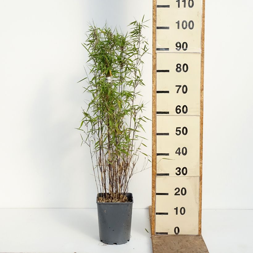 Exemplar von Fargesia nitida Trifina Black - Bambus Topf mit 4L/5L wie im Frühjahr geliefert