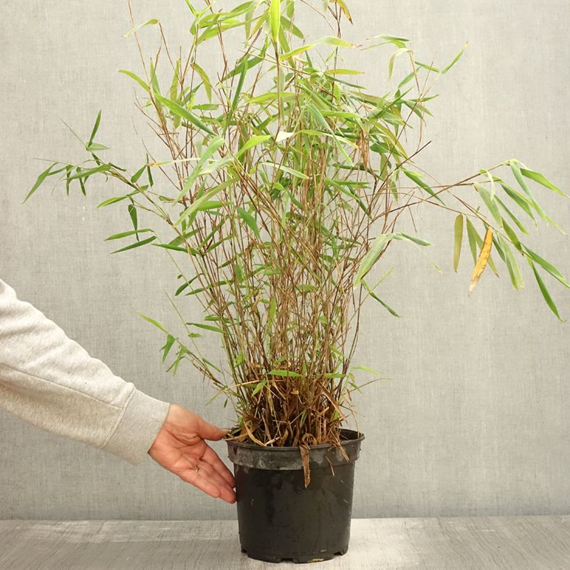 Exemplar von Fargesia papyrifera Blue Dragon - Bambus Topf mit 4L/5L wie im Herbst geliefert