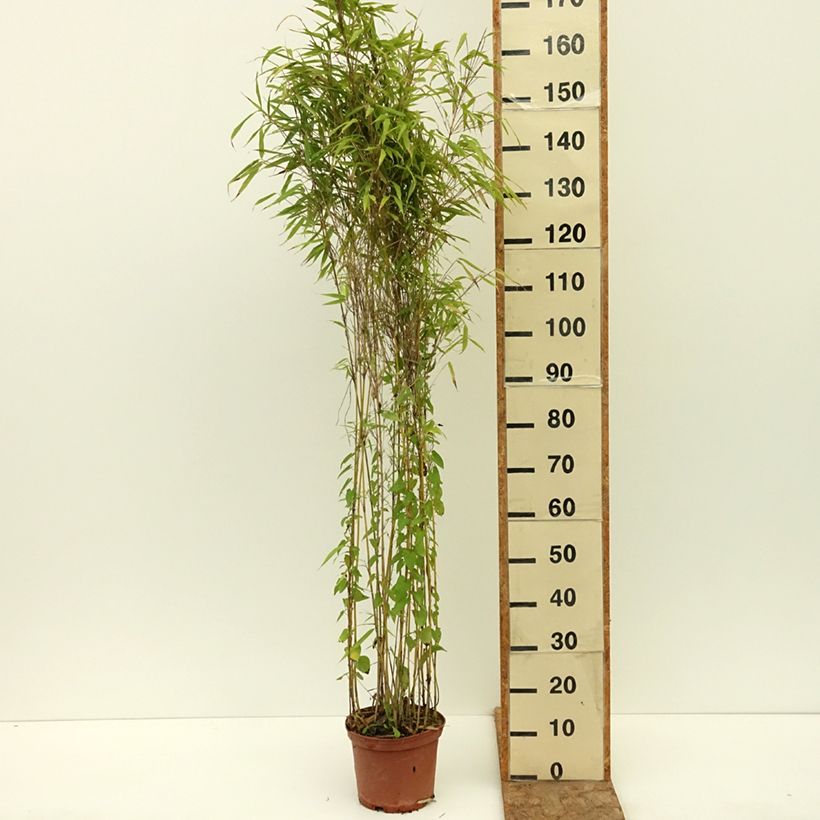 Exemplar von Fargesia robusta Formidable - Bambus Topf mit 4L/5L wie im Sommer geliefert