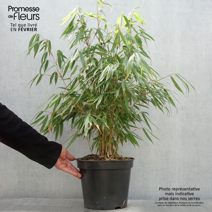 Exemplar von Fargesia robusta Pingwu - Bambus Topf mit 7,5L/10L wie im Winter geliefert