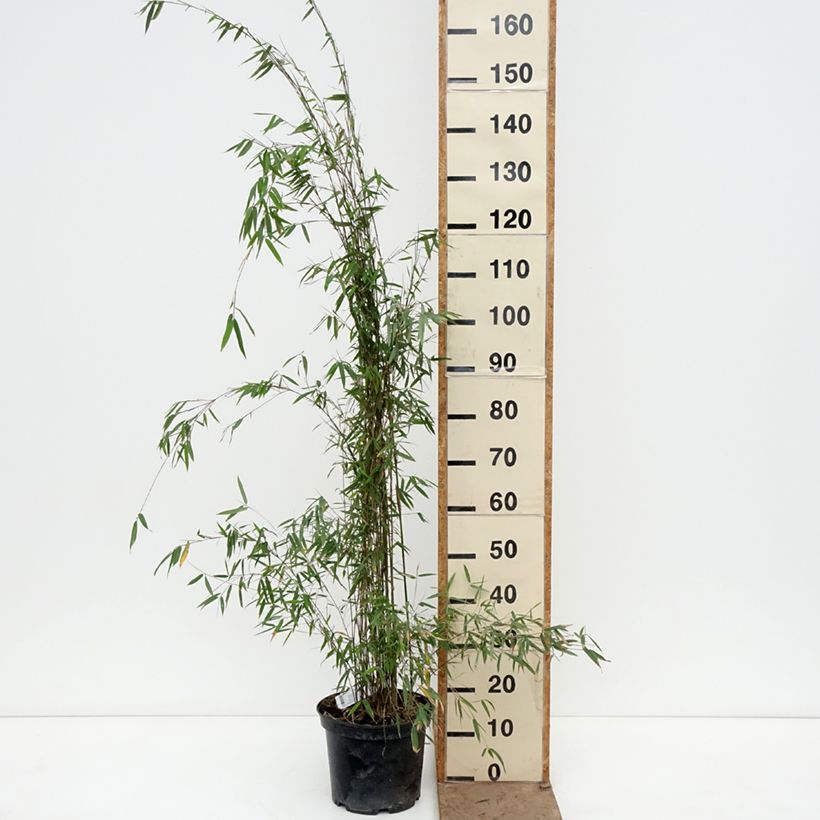 Exemplar von Fargesia sp Jiuzhaigou Deep Purple - Bambus Topf mit 2L/3L wie im Frühjahr geliefert