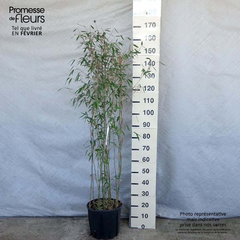 Exemplar von Fargesia Viking - Bambus Topf mit 12L/15L wie im Winter geliefert