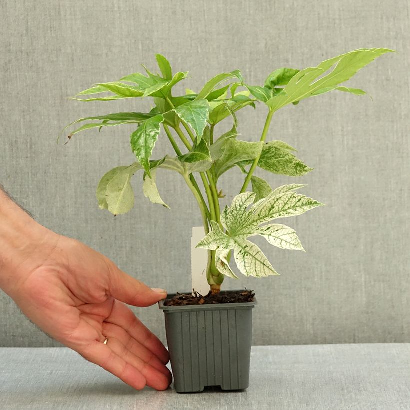 Exemplar von Fatsia japonica Spider's Web - Zimmeraralie Kleine Töpfe von 8/9 cm wie im Sommer geliefert