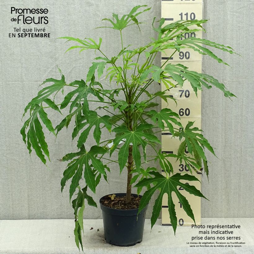Exemplar von Fatsia polycarpa Green Fingers - Taiwan-Aralie Topf mit 6L/7L wie im Herbst geliefert