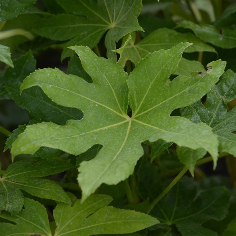 Fatsia japonica - Zimmeraralie (Laub)
