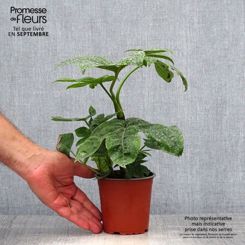 Exemplar von Fatsia japonica - Zimmeraralie Kleine Töpfe von 8/9 cm wie im Herbst geliefert
