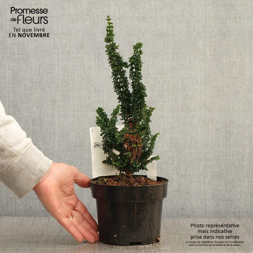 Exemplar von Chamaecyparis obtusa Chirimen Topf mit 2L/3L wie im Herbst geliefert