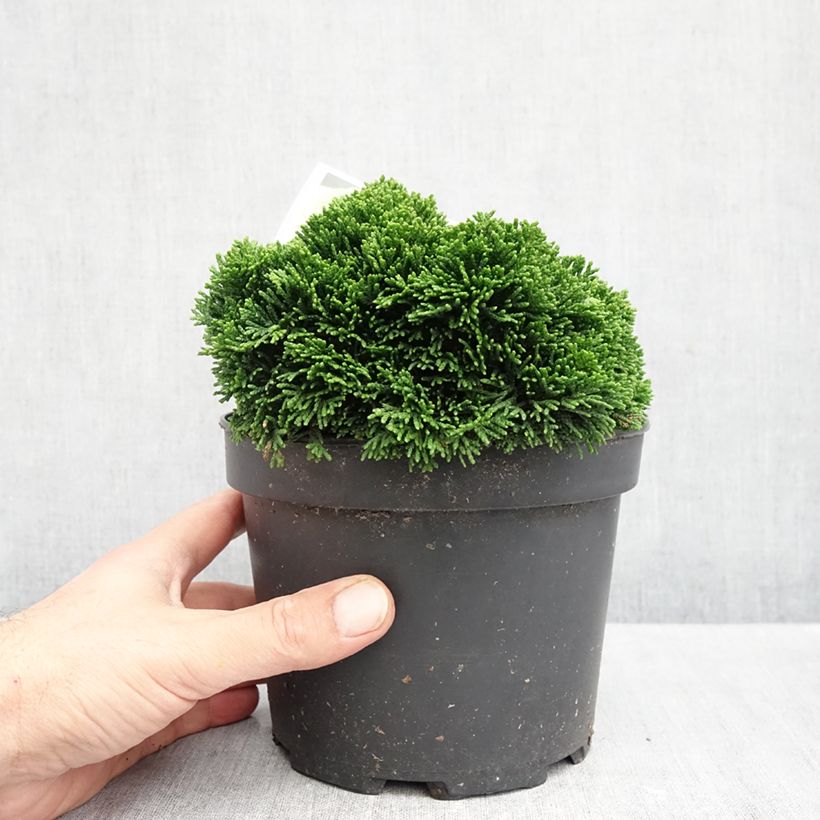 Exemplar von Chamaecyparis obtusa Juniperoides Topf mit 2L/3L wie im Herbst geliefert
