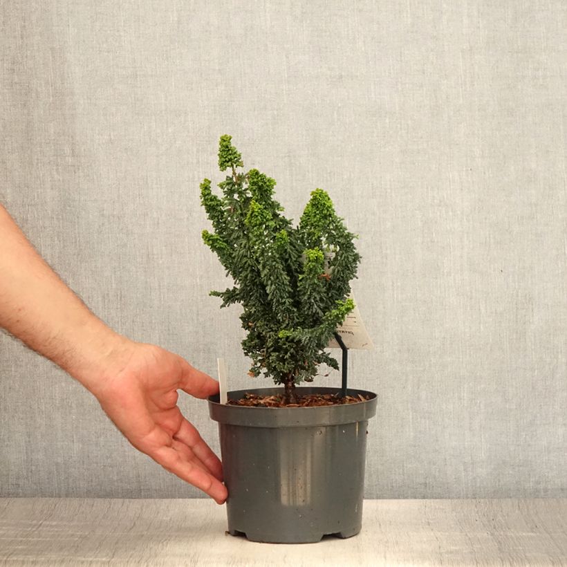 Exemplar von Chamaecyparis obtusa Juniperoides Topf mit 2L/3L wie im Sommer geliefert