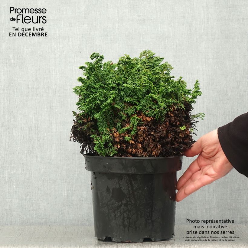 Exemplar von Chamaecyparis obtusa Kosteri Topf mit 4L/5L wie im Herbst geliefert