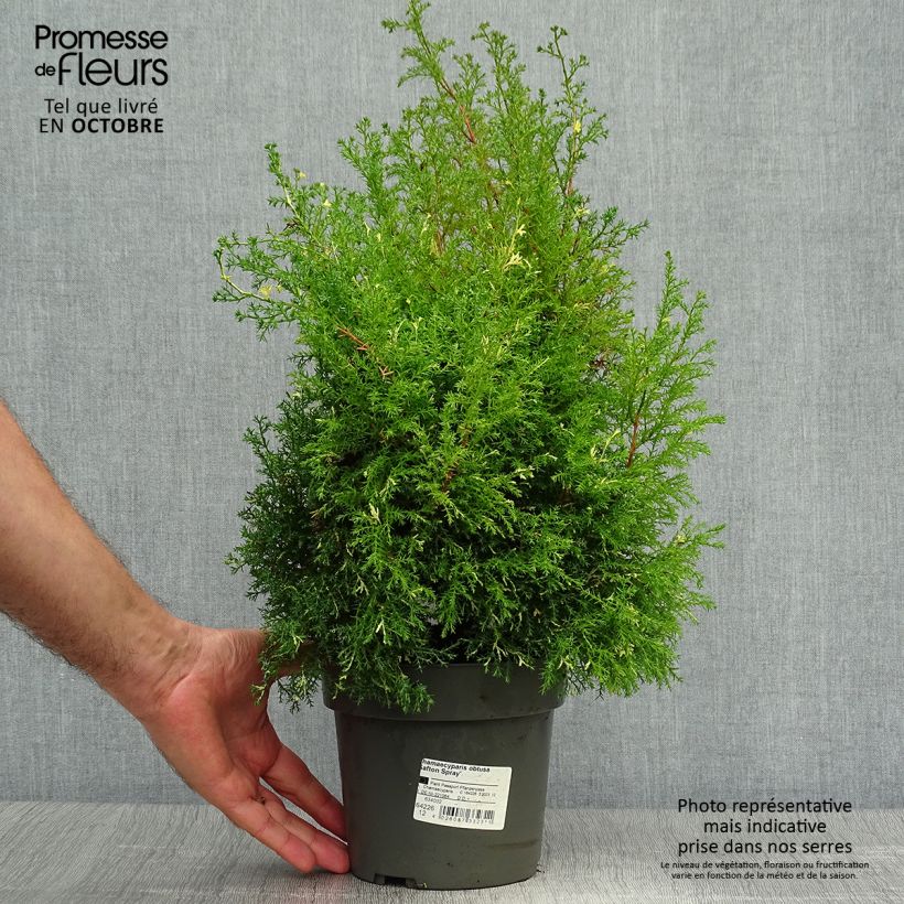 Exemplar von Chamaecyparis obtusa Saffron Spray Topf mit 2L/3L wie im Herbst geliefert