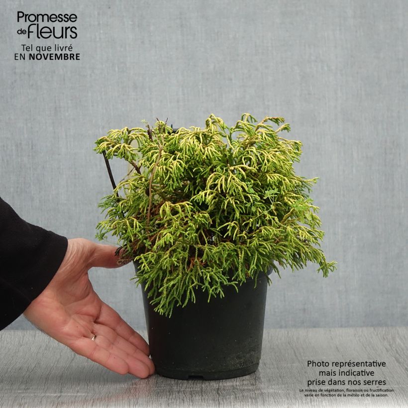 Exemplar von Chamaecyparis obtusa Tsatsumi Gold Topf mit 2L/3L wie im Herbst geliefert