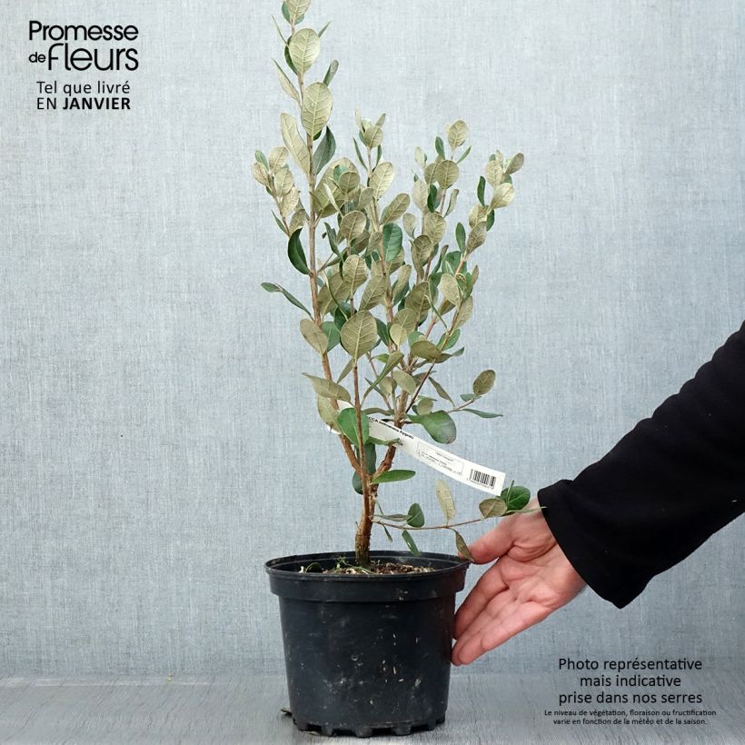 Exemplar von Brasilianische Guave Apollo - Feijoa sellowiana Topf mit 3L/4L wie im Winter geliefert