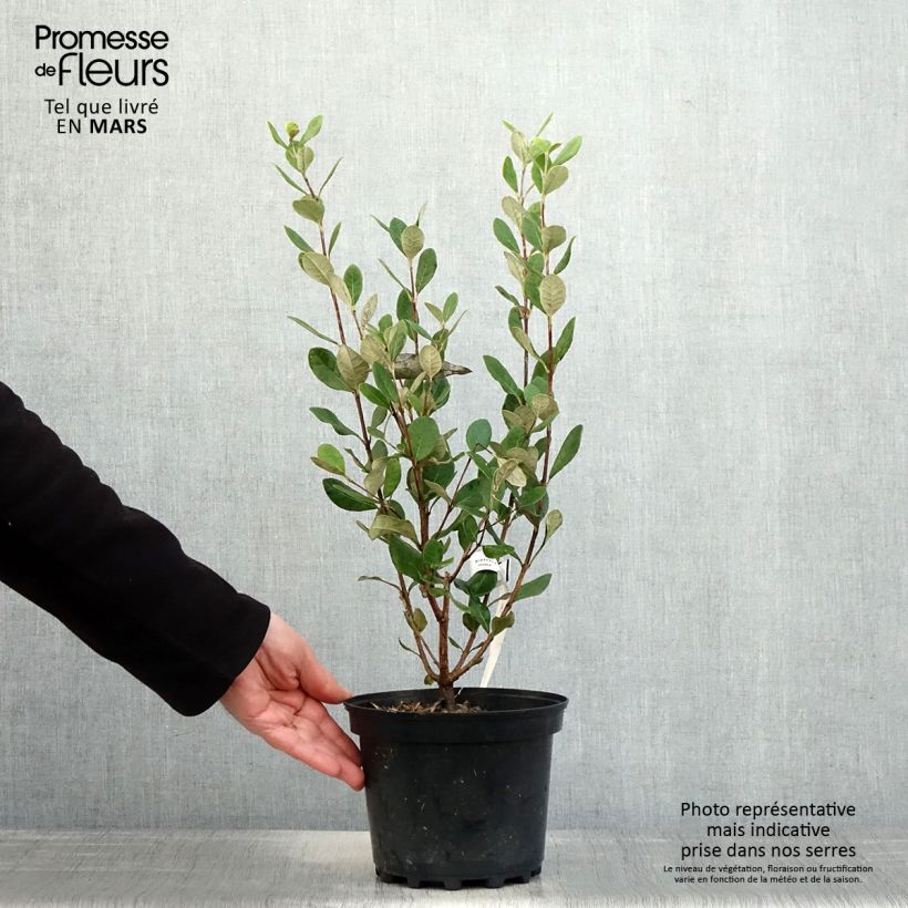 Exemplar von Brasilianische Guave Apollo - Feijoa sellowiana Topf mit 2L/3L wie im Frühjahr geliefert