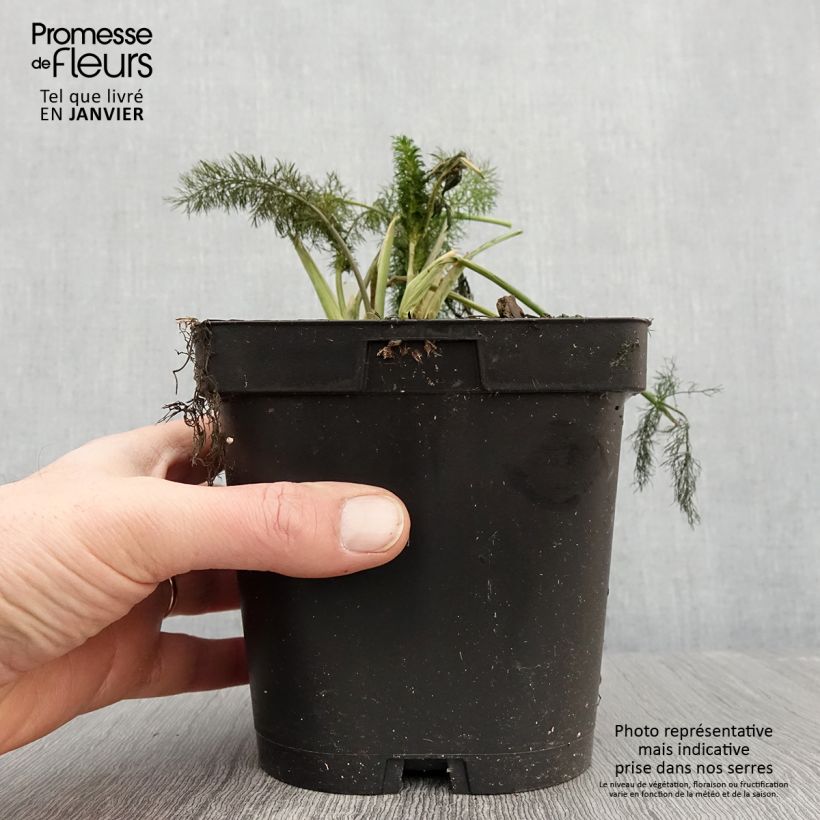 Exemplar von Fenchel Purpureum - Foeniculum vulgare Topf mit 2L/3L wie im Winter geliefert