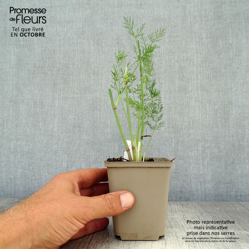 Exemplar von Fenchel - Foeniculum vulgare Kleine Töpfe von 7/8 cm wie im Herbst geliefert