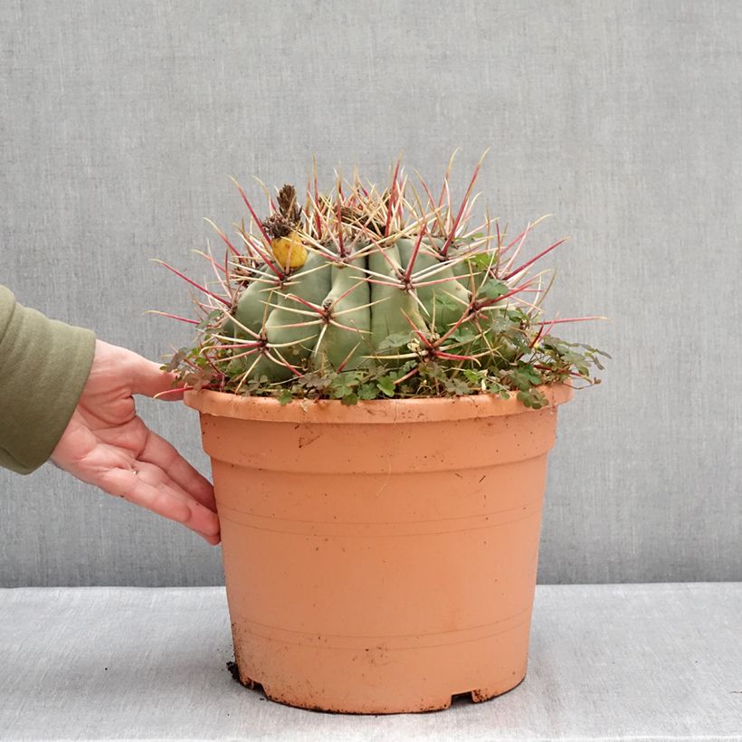 Exemplar von Ferocactus emoryi - Ferokaktus Becher 7,5L / 10L wie im Winter geliefert