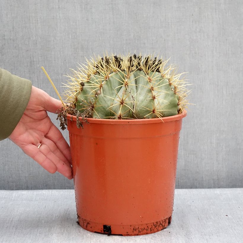 Exemplar von Ferocactus glaucescens - Ferokaktus Topf mit 4L/5L wie im Winter geliefert