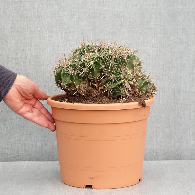 Exemplar von Ferocactus robustus - Ferokaktus Topf mit 7,5L/10L wie im Herbst geliefert