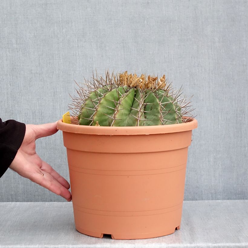 Exemplar von Ferocactus schwarzii - Ferokaktus Topf mit 7,5L/10L wie im Herbst geliefert