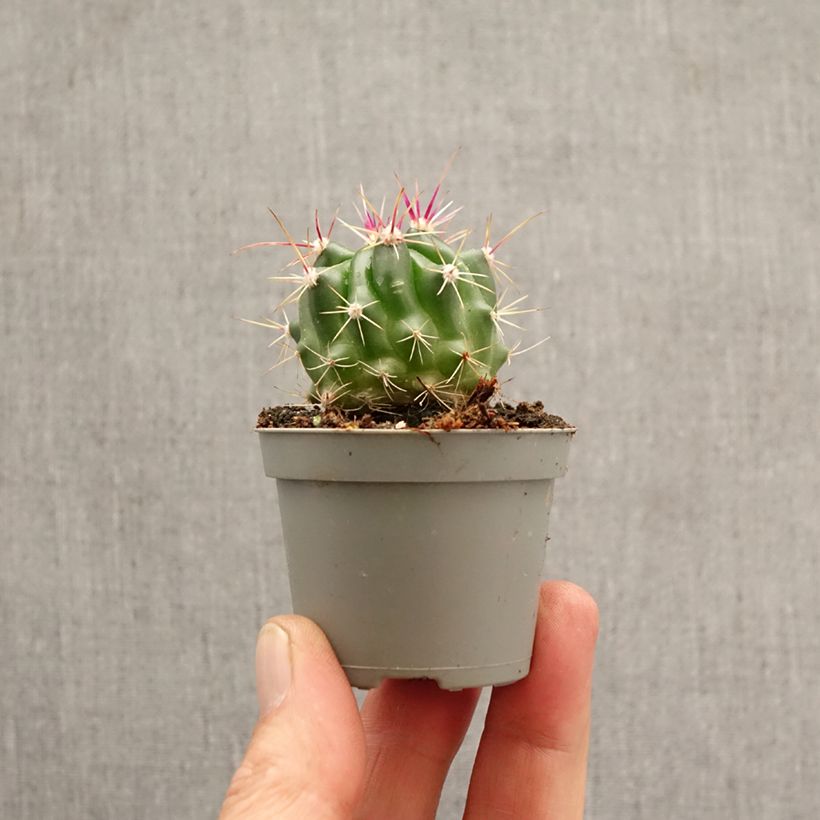 Exemplar von Ferocactus stainesii - Ferocactus stainesii Mini-Pflanze wie im Frühjahr geliefert