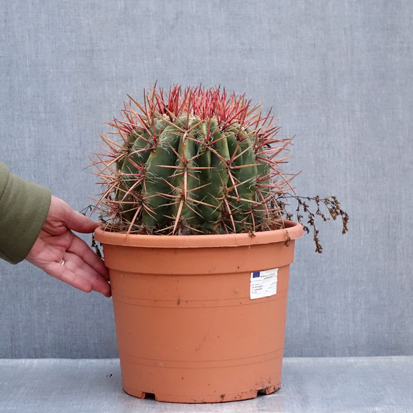 Exemplar von Ferocactus stainesii var. pilosus - Ferocactus stainesii Topf mit 7,5L/10L wie im Winter geliefert