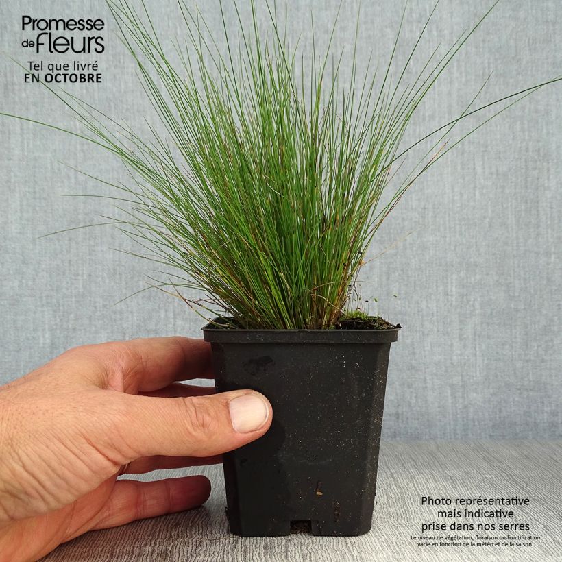 Exemplar von Amethyst-Schwingel - Festuca amethystina Kleine Töpfe von 8/9 cm wie im Herbst geliefert