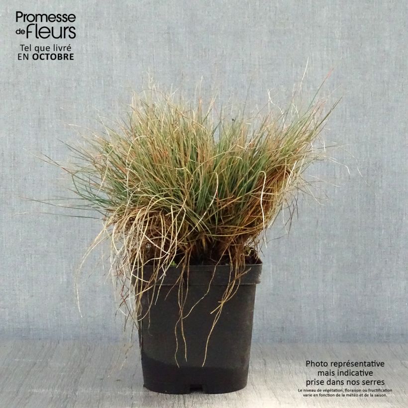 Exemplar von Amethyst-Schwingel - Festuca amethystina Topf mit 2L/3L wie im Herbst geliefert