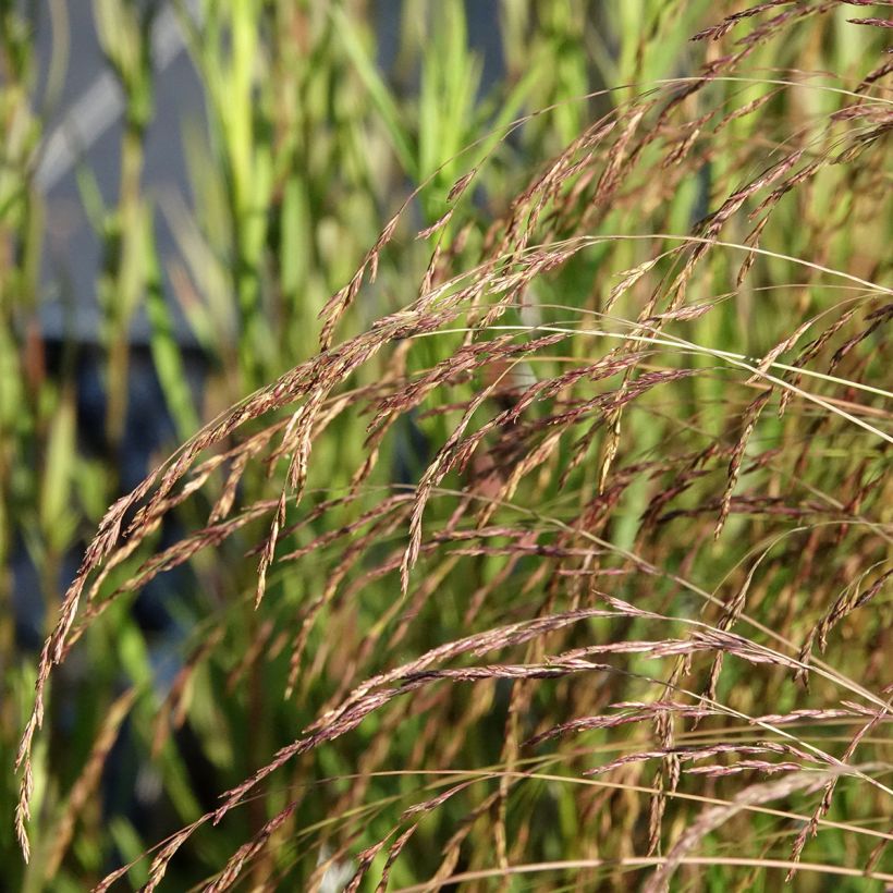 Amethyst-Schwingel - Festuca amethystina (Blüte)