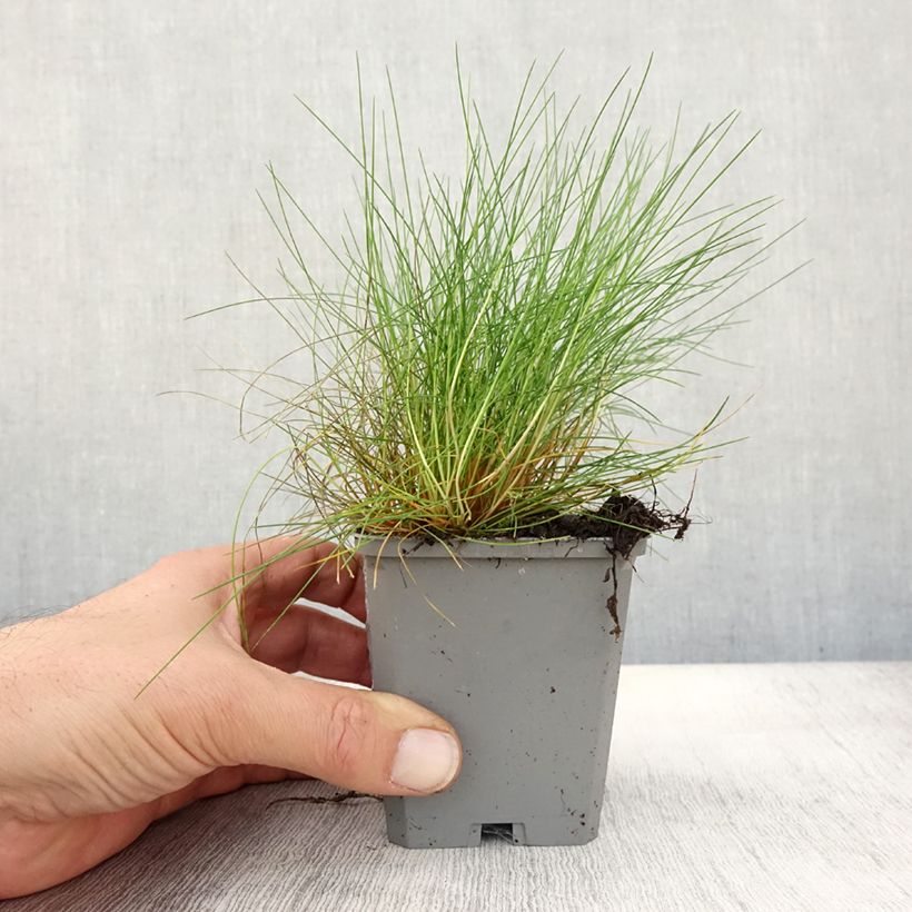 Exemplar von Bärenfell-Schwingel - Festuca gautieri Kleine Töpfe von 8/9 cm wie im Herbst geliefert