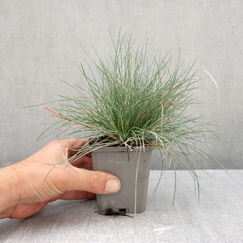 Exemplar von Blau-Schwingel Intense Blue - Festuca glauca Kleine Töpfe von 8/9 cm wie im Herbst geliefert