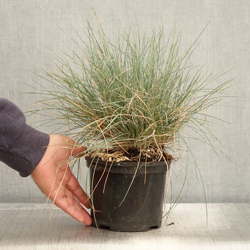 Exemplar von Blau-Schwingel Intense Blue - Festuca glauca Topf mit 2L/3L wie im Herbst geliefert