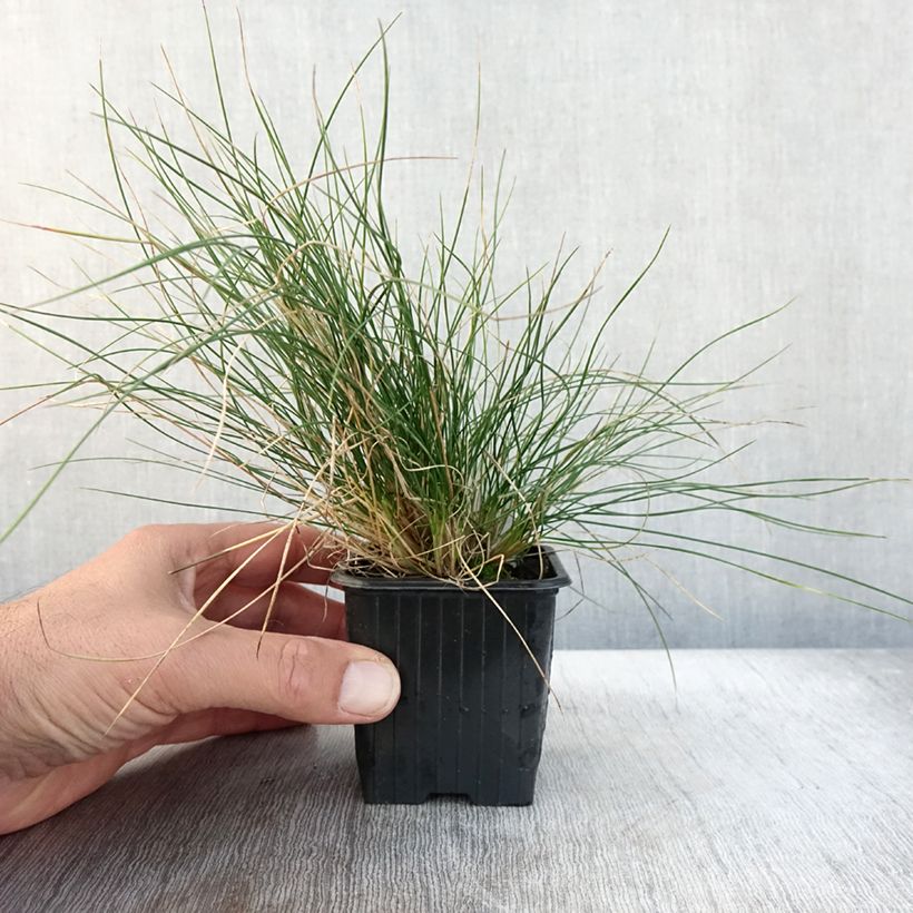 Exemplar von Schwingel Sunrise - Festuca Kleine Töpfe von 8/9 cm wie im Herbst geliefert