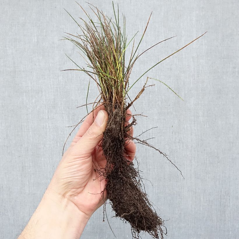 Exemplar von Blau-Schwingel Elijah Blue - Festuca glauca Wurzelnackt wie im Winter geliefert
