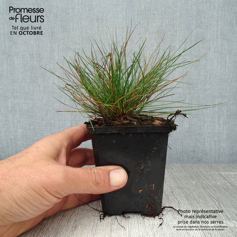 Exemplar von Schaf-Schwingel var. glauca - Festuca ovina Kleine Töpfe von 8/9 cm wie im Herbst geliefert