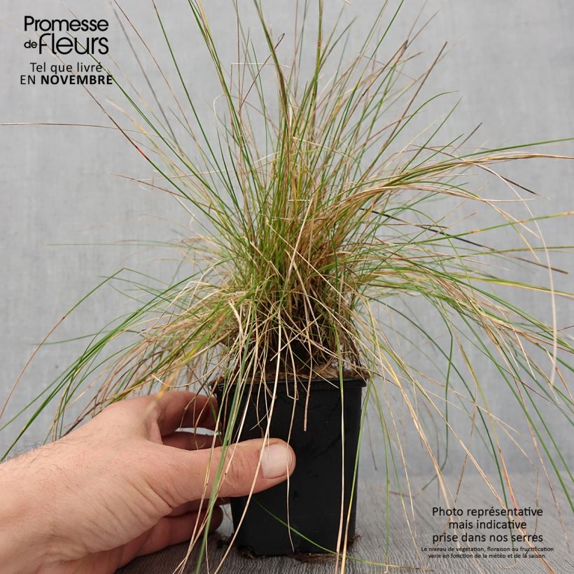 Exemplar von Schaf-Schwingel - Festuca ovina Kleine Töpfe von 8/9 cm wie im Herbst geliefert