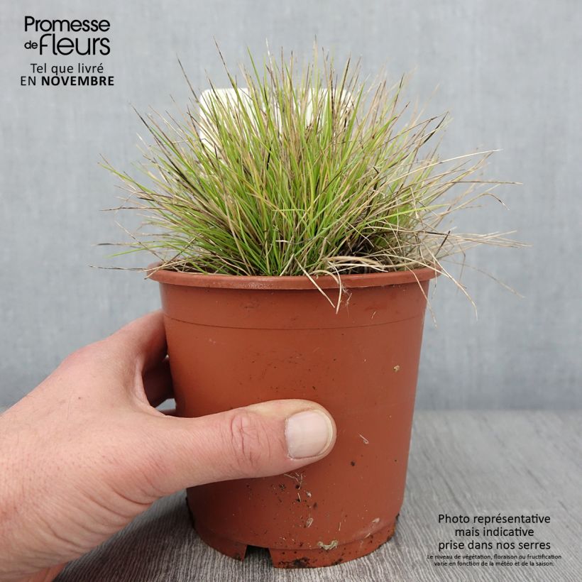 Exemplar von Blau-Schwingel Golden Toupee - Festuca glauca Topf mit 1L/1,5L wie im Herbst geliefert