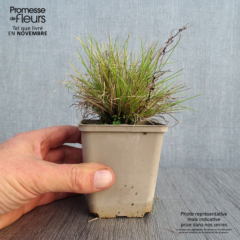 Exemplar von Blau-Schwingel Golden Toupee - Festuca glauca Kleine Töpfe von 8/9 cm wie im Herbst geliefert