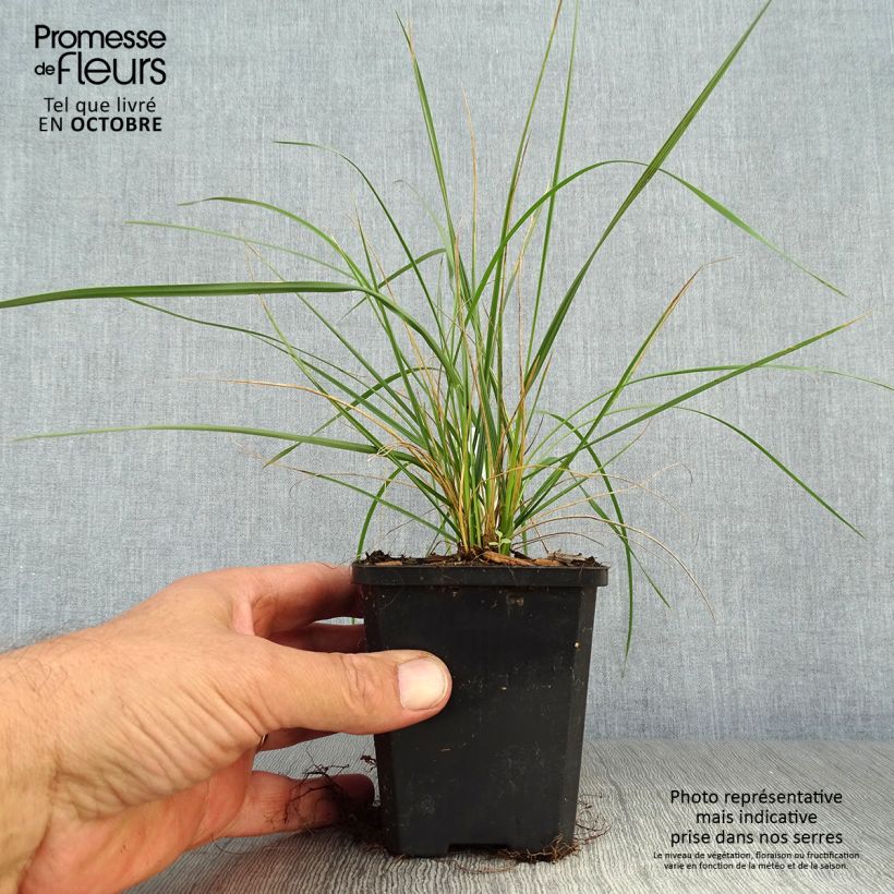 Exemplar von Atlas-Schwingel - Festuca mairei Kleine Töpfe von 8/9 cm wie im Herbst geliefert