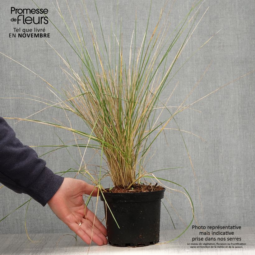 Exemplar von Atlas-Schwingel - Festuca mairei Topf mit 2L/3L wie im Herbst geliefert