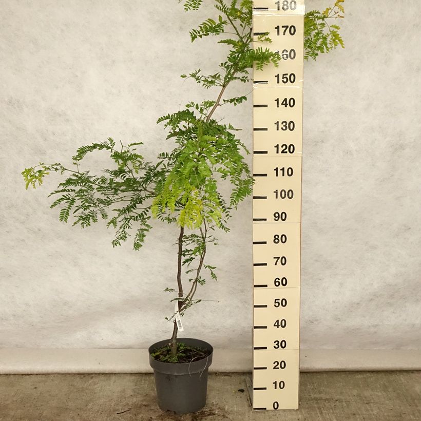 Exemplar von Gleditsia triacanthos f.inermis Sunburst - Gleditschie Topf mit 7,5L/10L, Stämmchen wie im Sommer geliefert