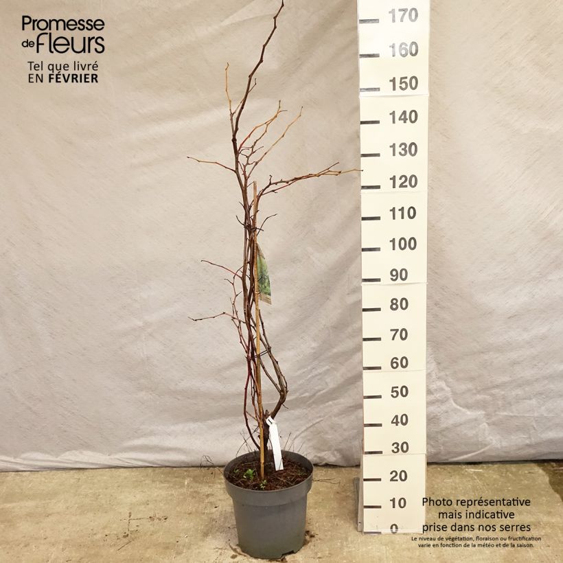 Exemplar von Gleditsia triacanthos f.inermis Sunburst - Gleditschie Topf mit 7,5L/10L wie im Winter geliefert