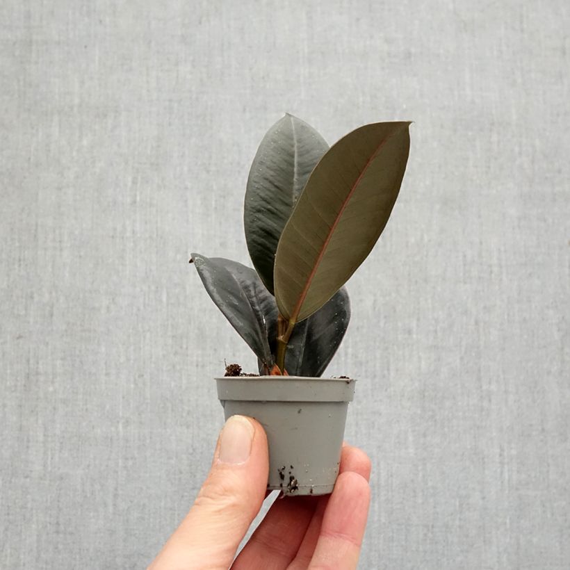 Exemplar von Gummibaum Abidjan - Ficus elastica Mini-Pflanze wie im Frühjahr geliefert