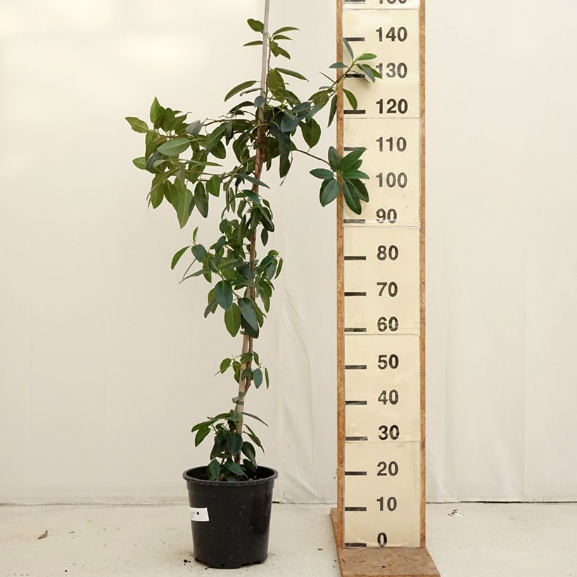 Exemplar von Ficus rubiginosa Australis - Australischer Feigenbaum Topf mit 7,5L/10L wie im Herbst geliefert