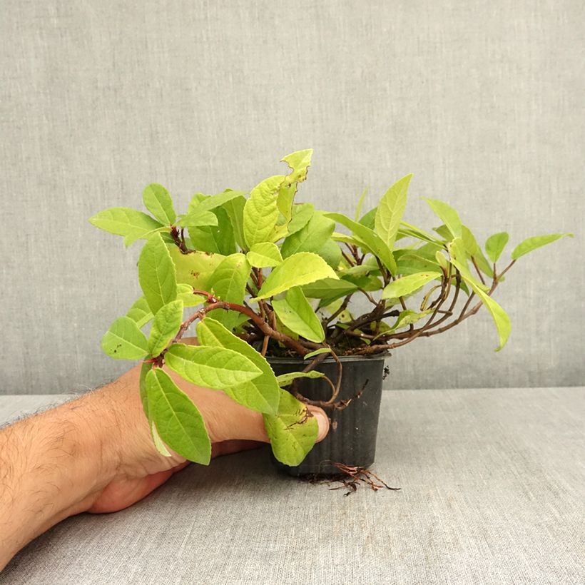 Exemplar von Ficus tikoua Kleine Töpfe von 8/9 cm wie im Sommer geliefert